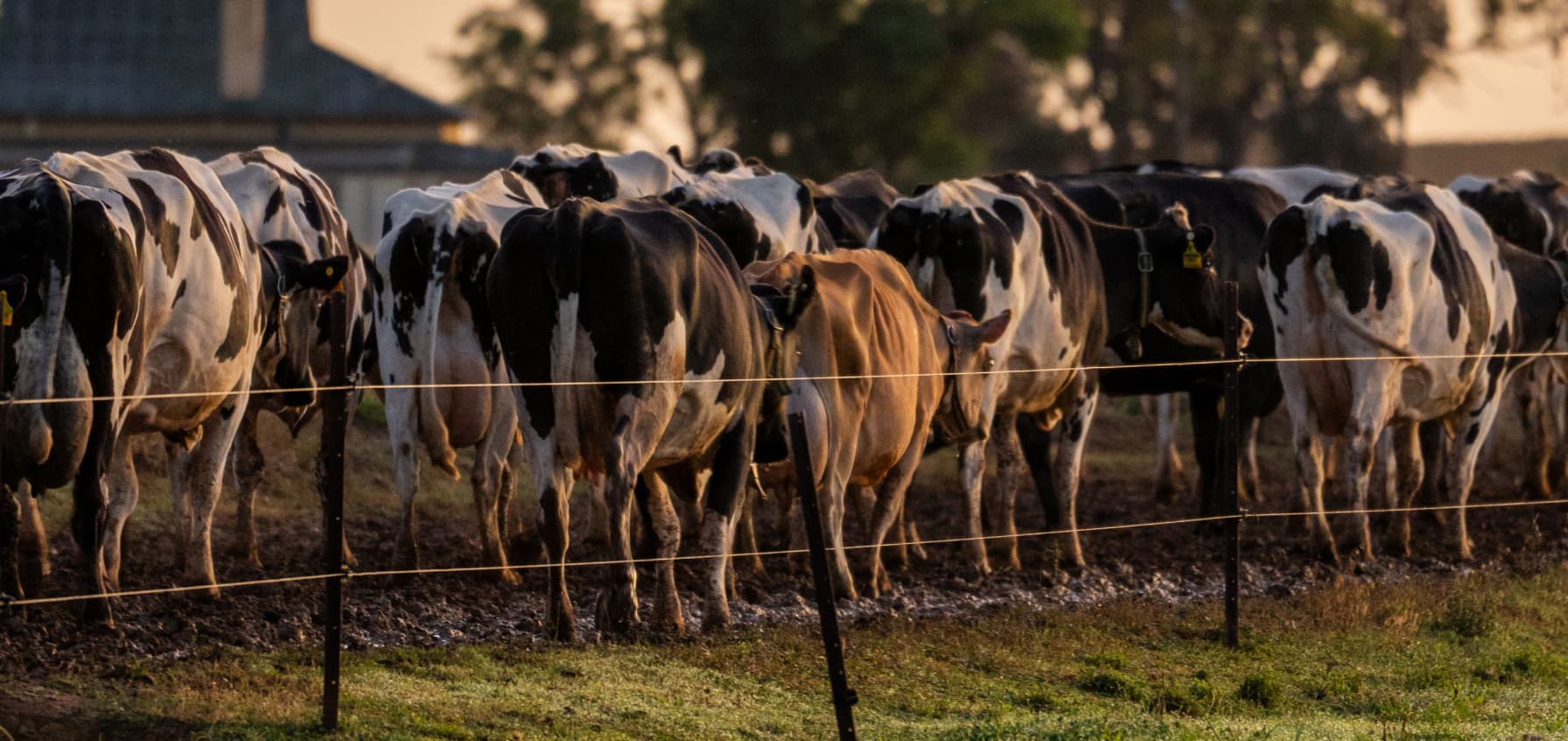 Riverina Cows