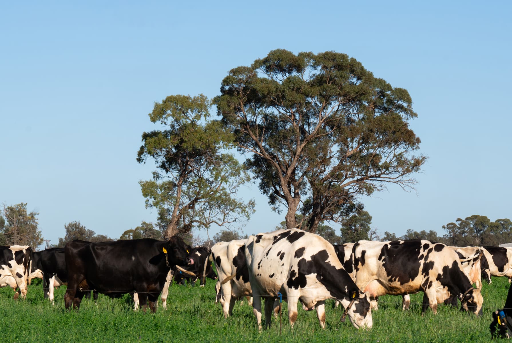 Riverina