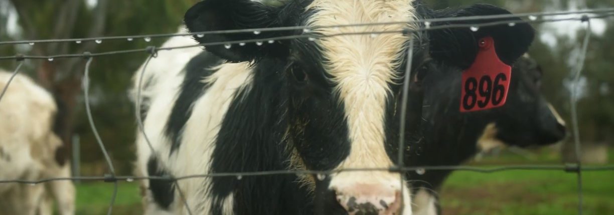 A calf behind a fence