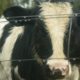 A calf behind a fence