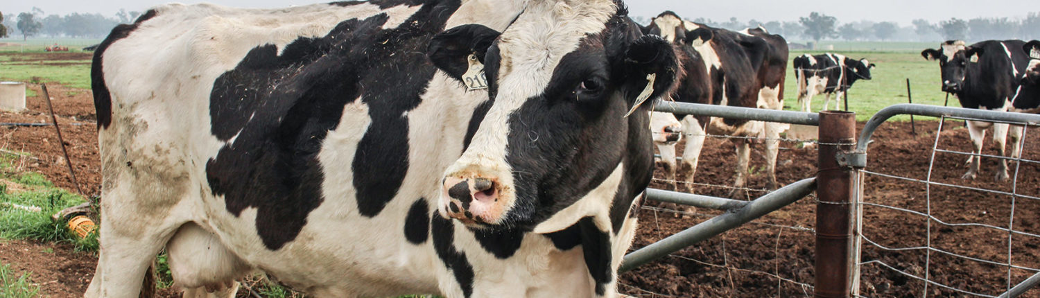 Riverina Fresh cows