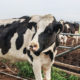 Riverina Fresh cows