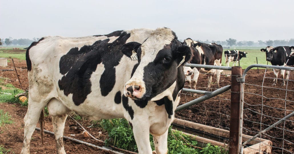 Riverina Fresh cow-min
